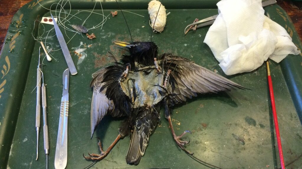 Yellow Bird With Black on Wings  : Discover the Enigmatic Beauty of this Unique Avian Spectacle